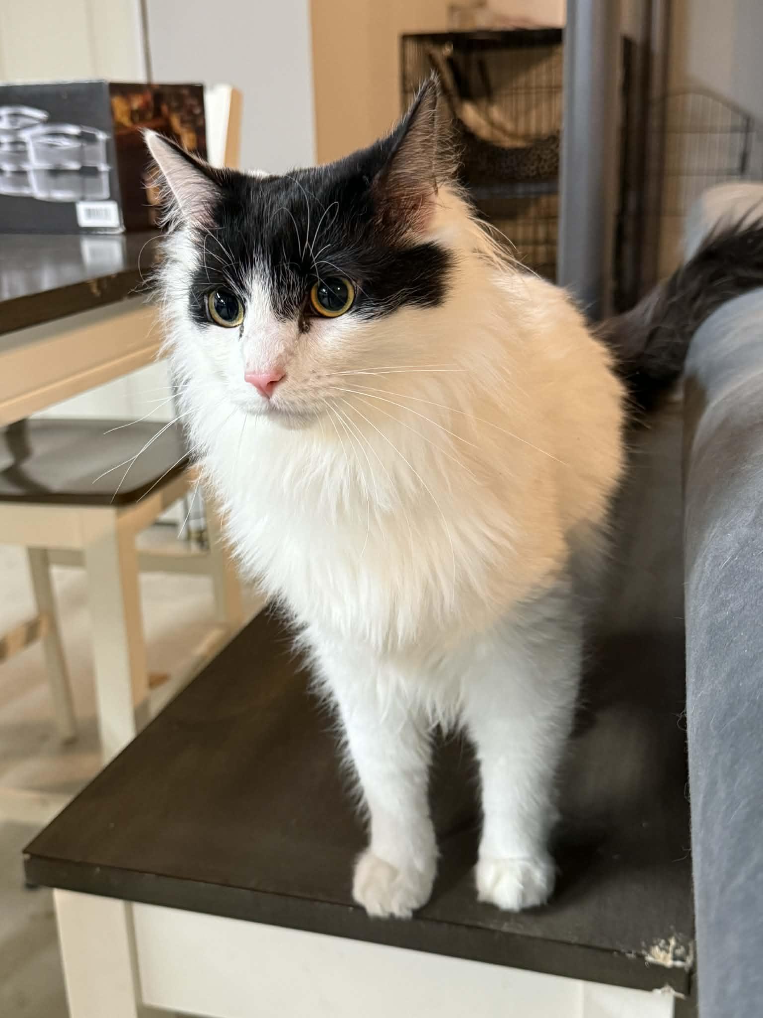 Enlarge Geo Ax & Rocky Ax- BONDED PAIR, an adopted Domestic Long Hair in Woodstock, CT image 5/5