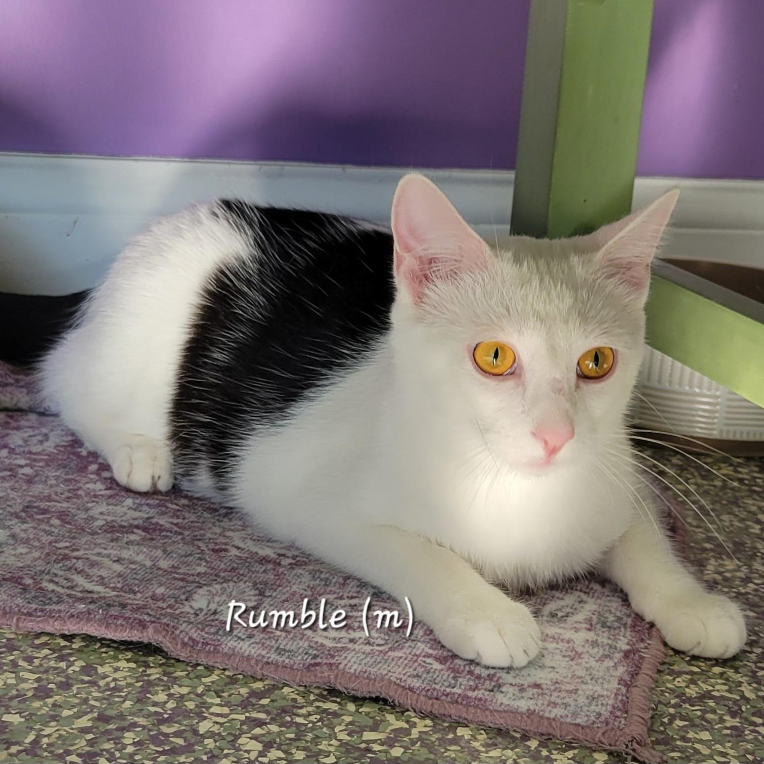 Enlarge Rumble, a Adoptable Domestic Short Hair in Mazon, IL image 1/1