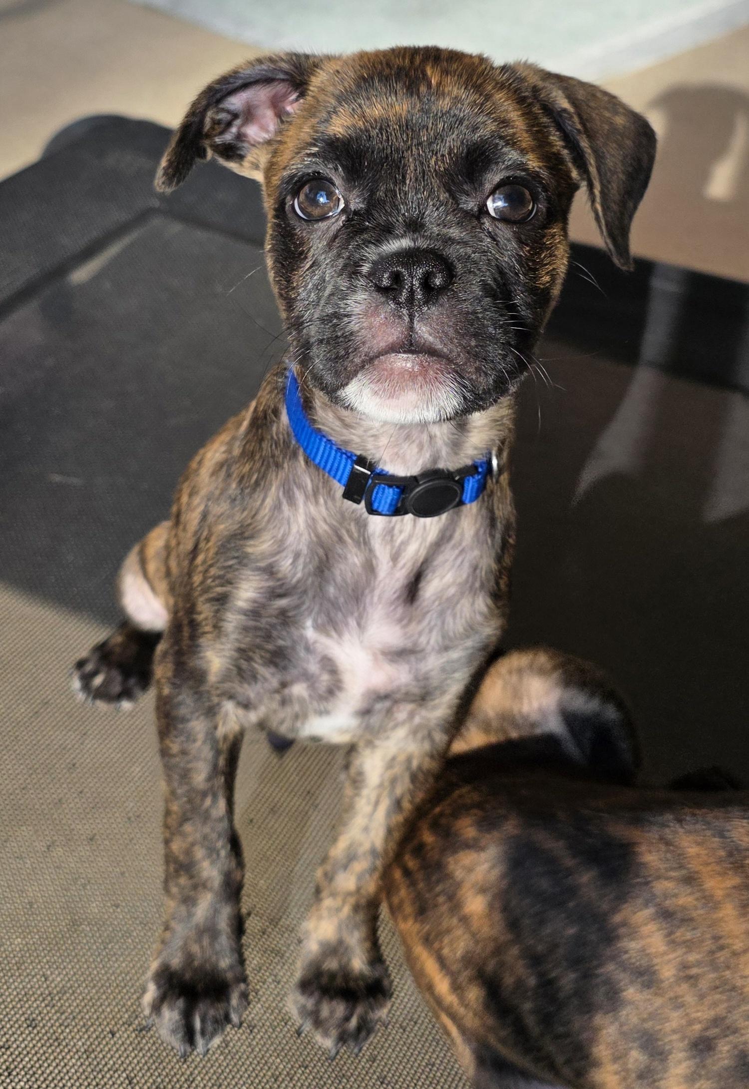 Enlarge Glade, a Adoptable mixed breed in Heiskell, TN image 3/6