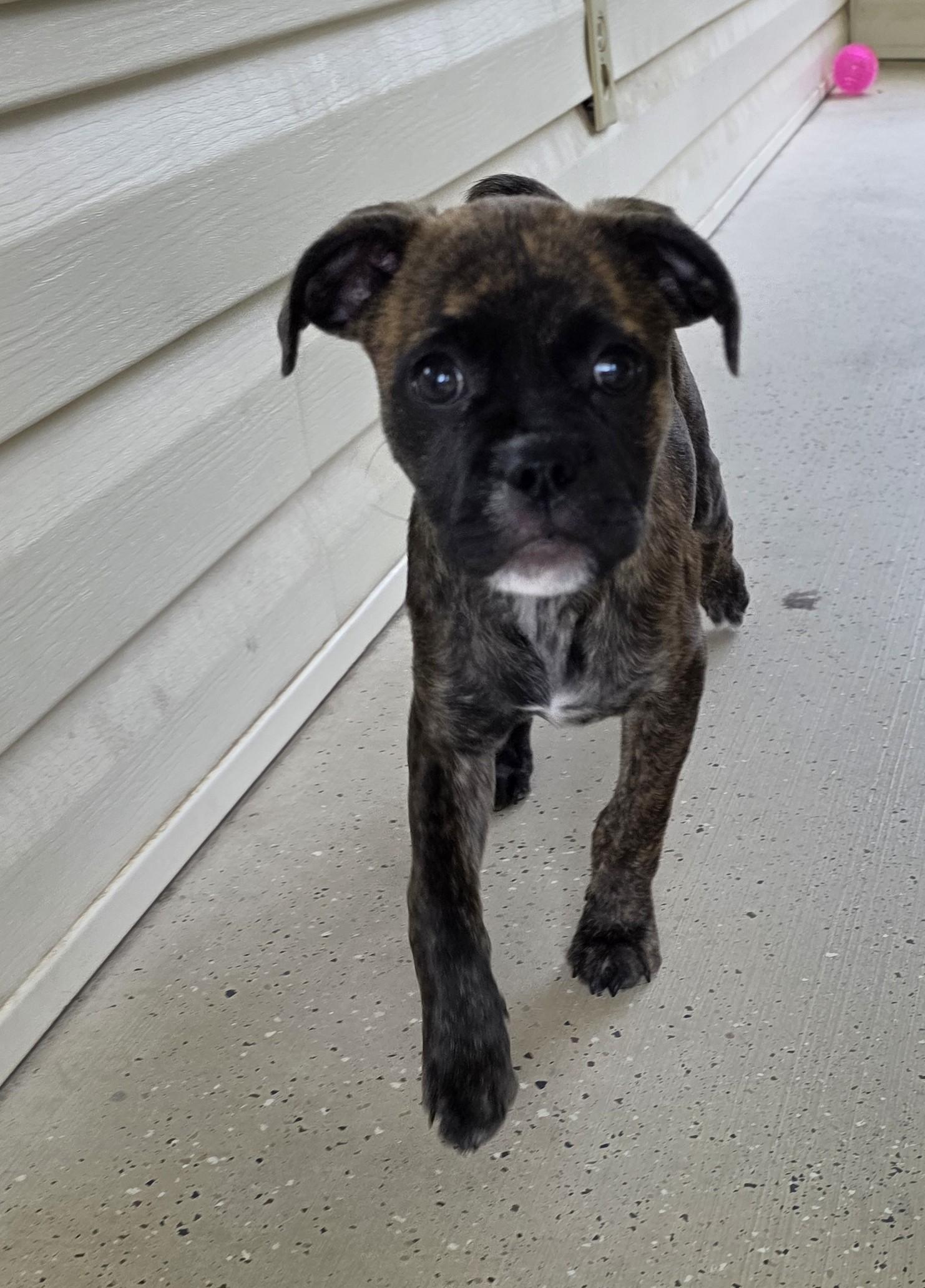 Enlarge Glade, a Adoptable mixed breed in Heiskell, TN image 4/6