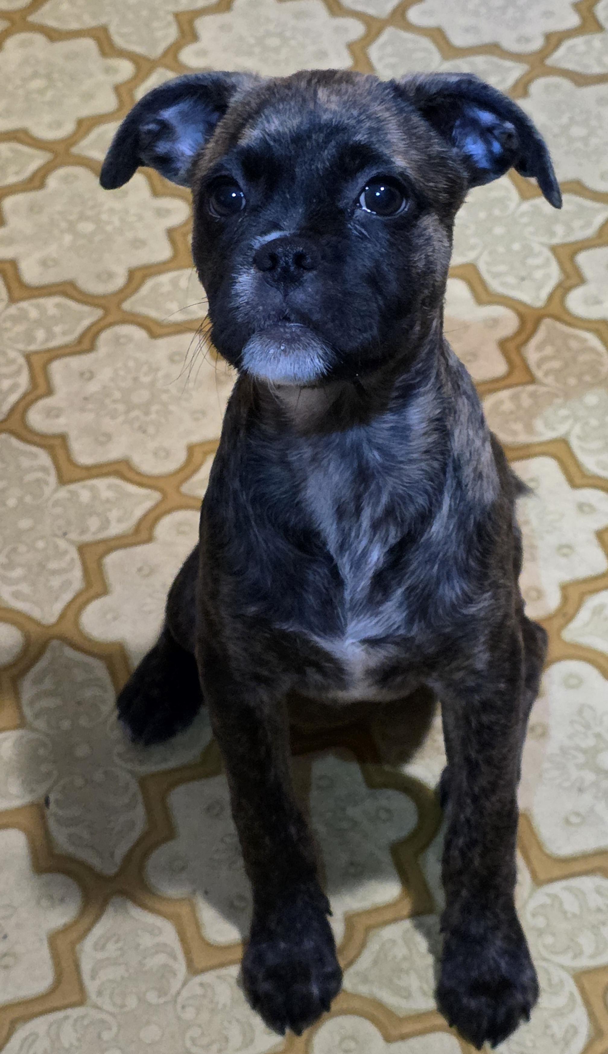 Enlarge Glade, a Adoptable mixed breed in Heiskell, TN image 6/6