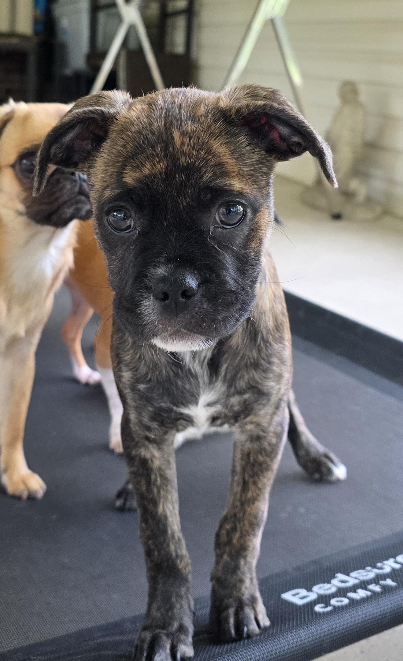 Enlarge Glade, a Adoptable mixed breed in Heiskell, TN image 5/6