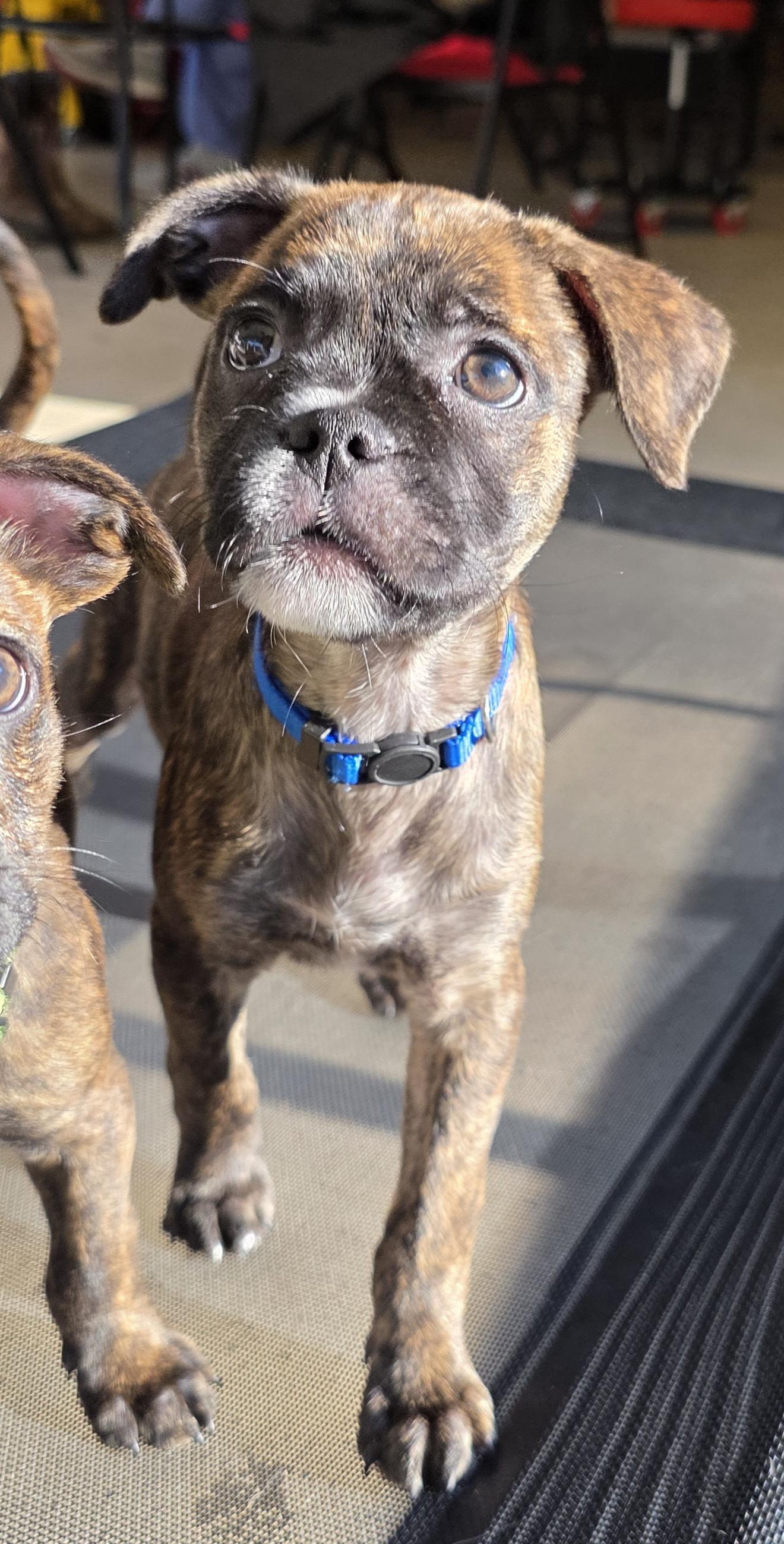Enlarge Glade, a Adoptable mixed breed in Heiskell, TN image 2/6