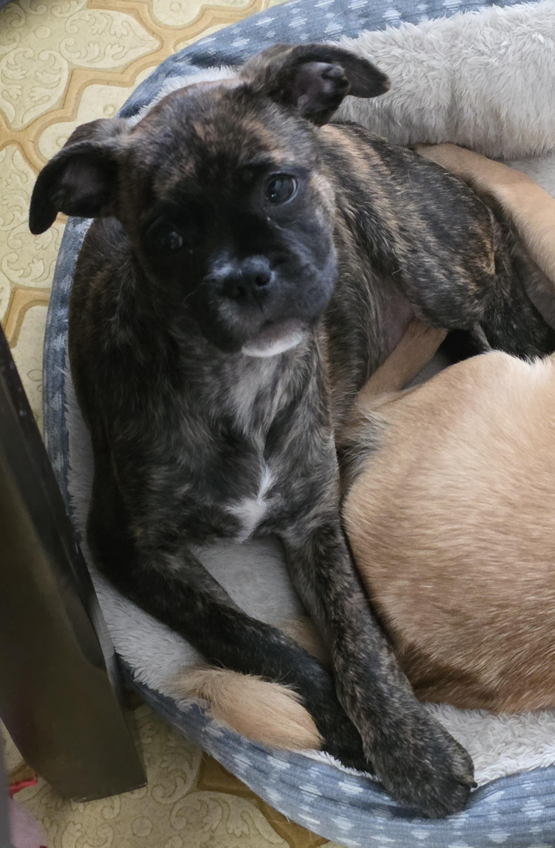 Enlarge Glade, a Adoptable mixed breed in Heiskell, TN image 1/6