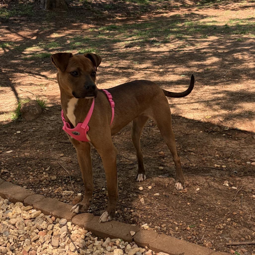 Ivy, Adoptable, Adult Female Boxer & Pit Bull Terrier.