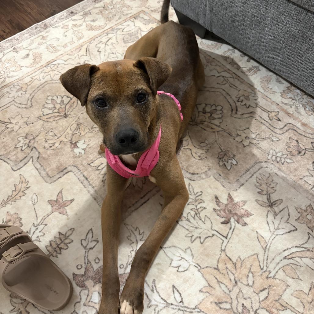 Enlarge Ivy, a Adoptable mixed breed in Huntsville, AL image 2/2