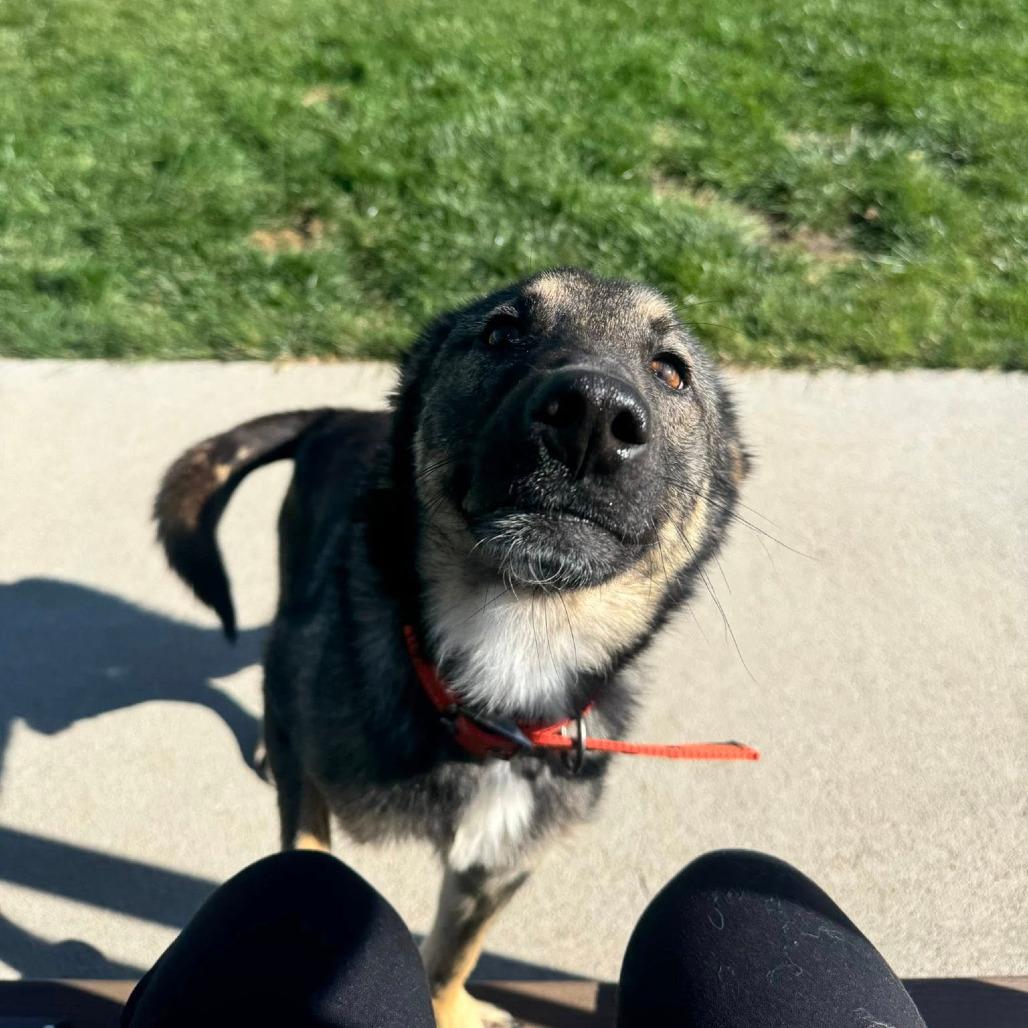 Chapo, a Adoptable mixed breed in Boone, IA image 1/6