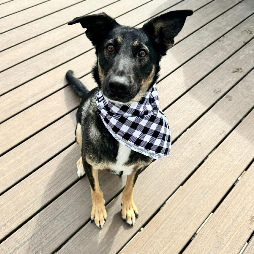 Enlarge Chapo, a Adoptable mixed breed in Boone, IA image 2/6