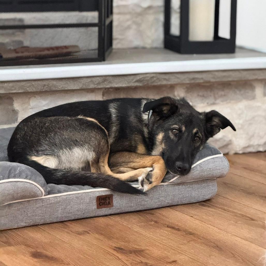 Chapo, a Adoptable mixed breed in Boone, IA image 2/6