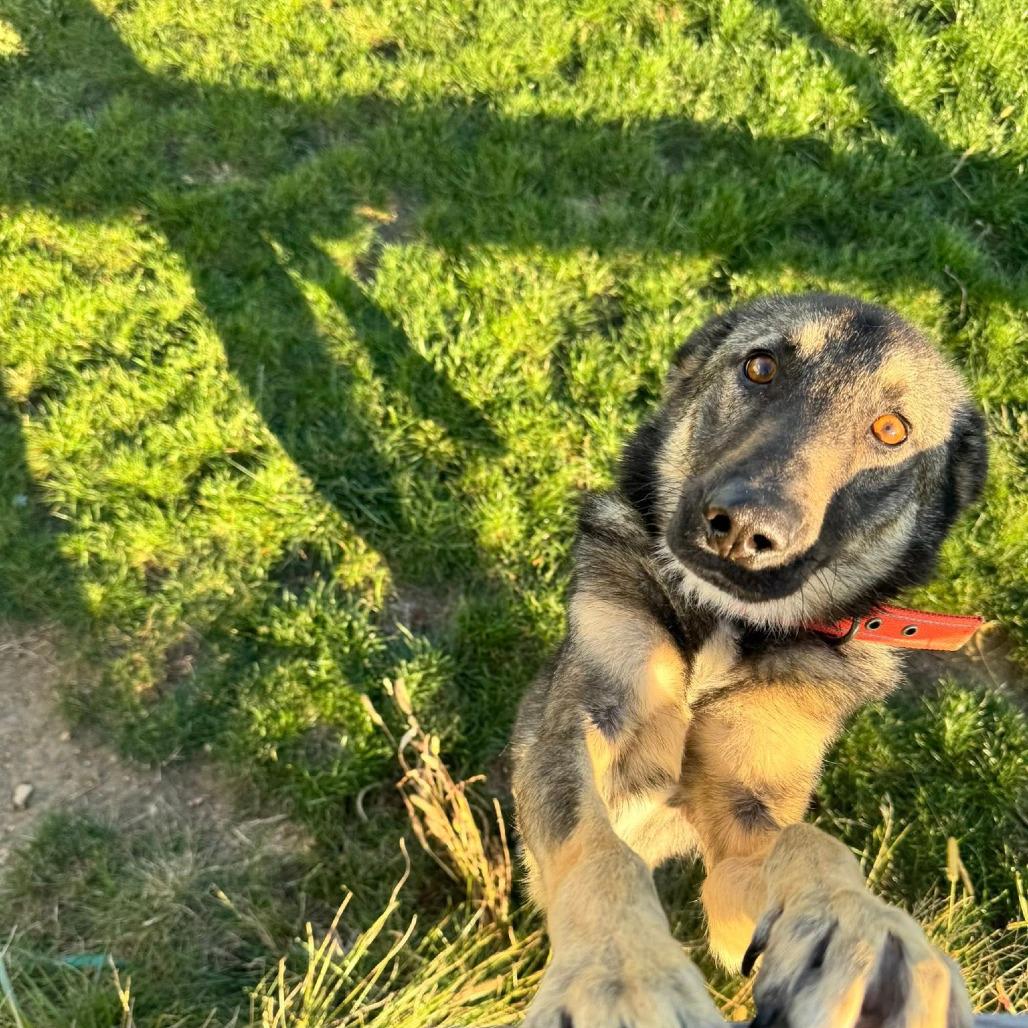Chapo, a Adoptable mixed breed in Boone, IA image 3/6