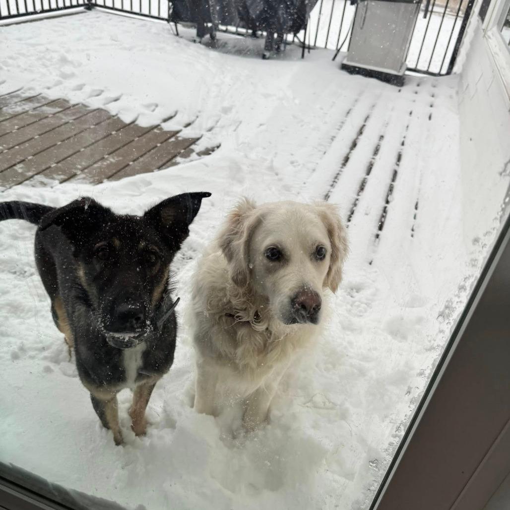 Chapo, a Adoptable mixed breed in Boone, IA image 4/6