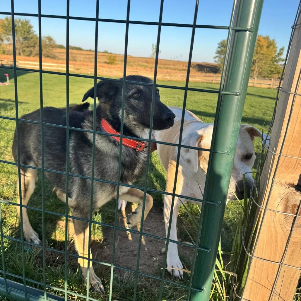 Chapo, a Adoptable mixed breed in Boone, IA image 5/6