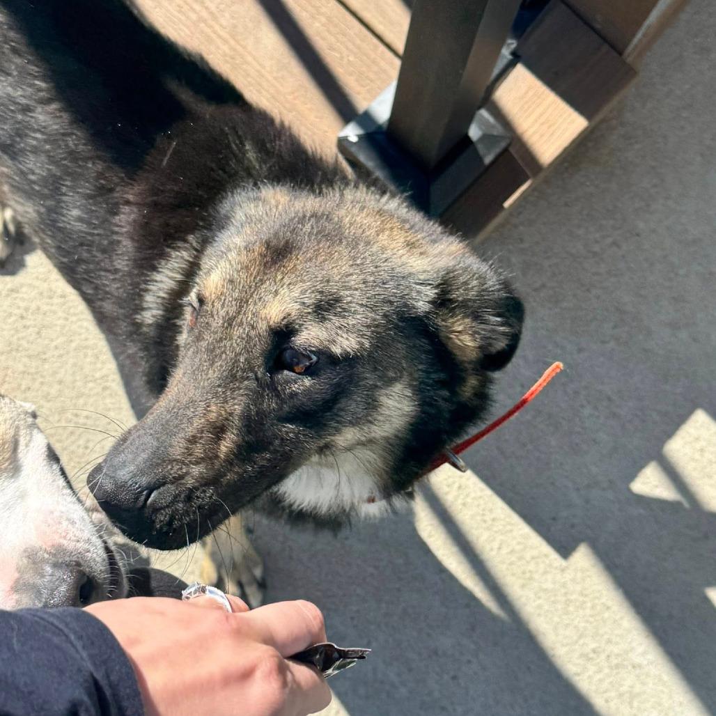 Chapo, a Adoptable mixed breed in Boone, IA image 6/6