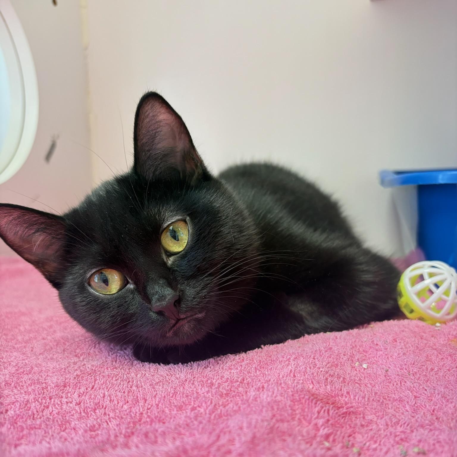 Enlarge Nutmeg & Eggnog, an adoptable Domestic Short Hair in Fairfax Station, VA image 4/5