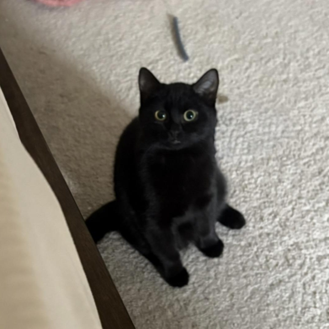 Enlarge Nutmeg & Eggnog, a ADOPTABLE Domestic Short Hair in Fairfax Station, VA image 3/4