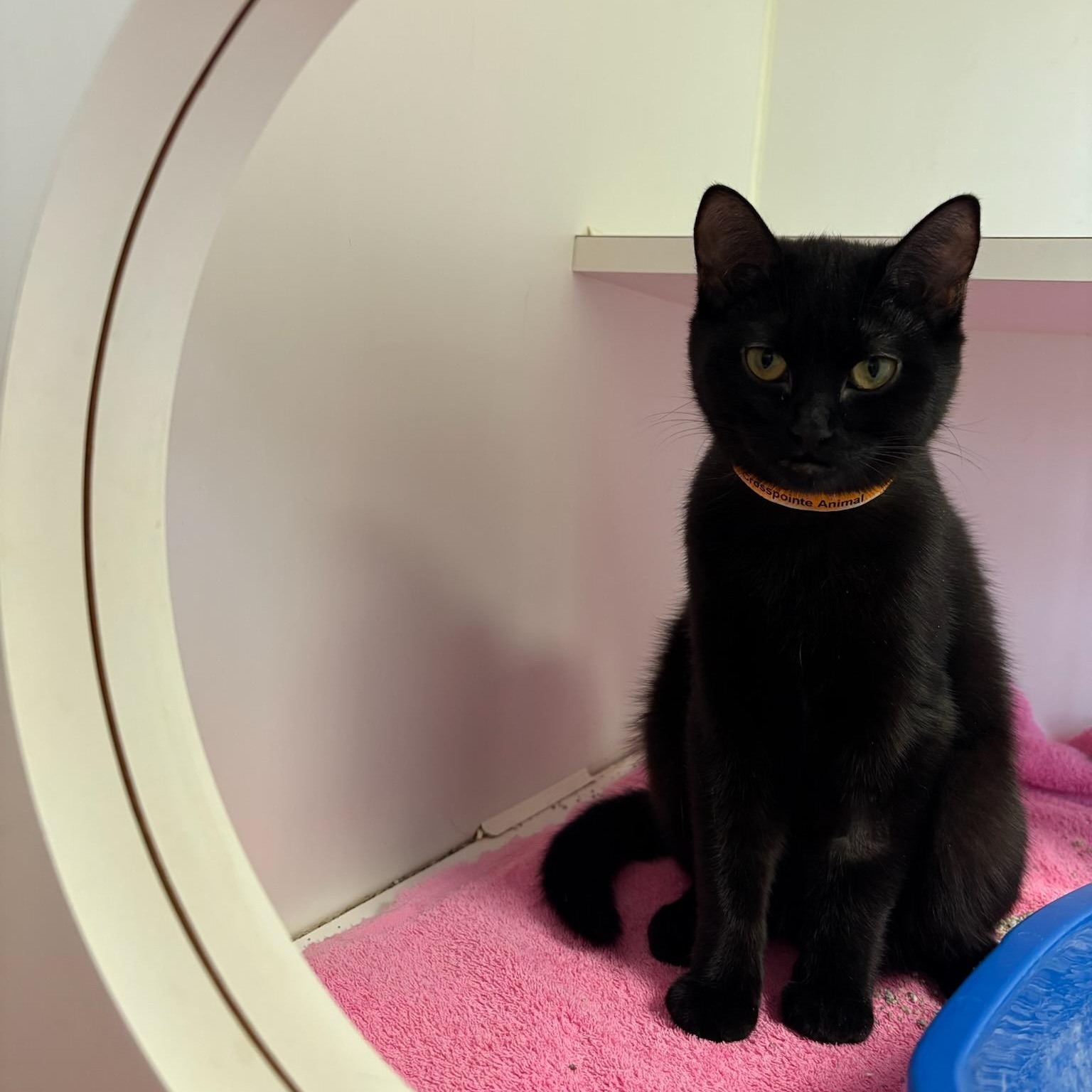 Enlarge Nutmeg & Eggnog, an adoptable Domestic Short Hair in Fairfax Station, VA image 2/5