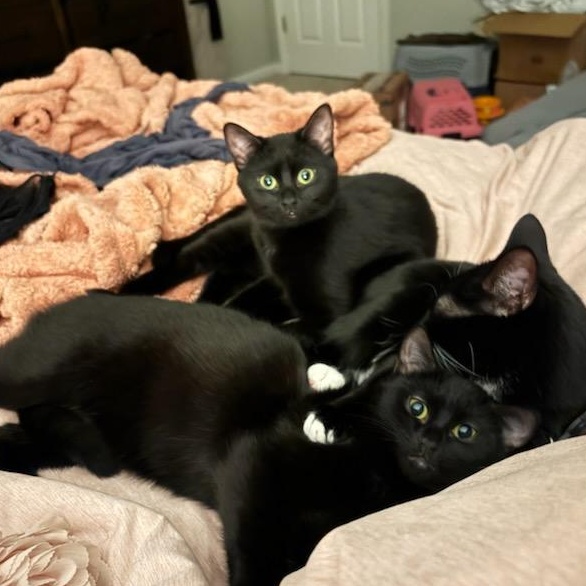 Nutmeg & Eggnog, ADOPTABLE, Young Female Domestic Short Hair.