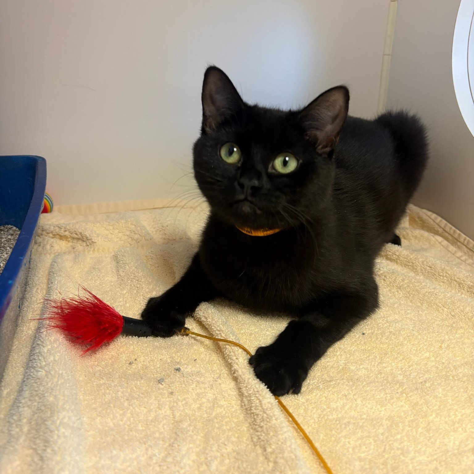 Enlarge Nutmeg & Eggnog, an adoptable Domestic Short Hair in Fairfax Station, VA image 3/5