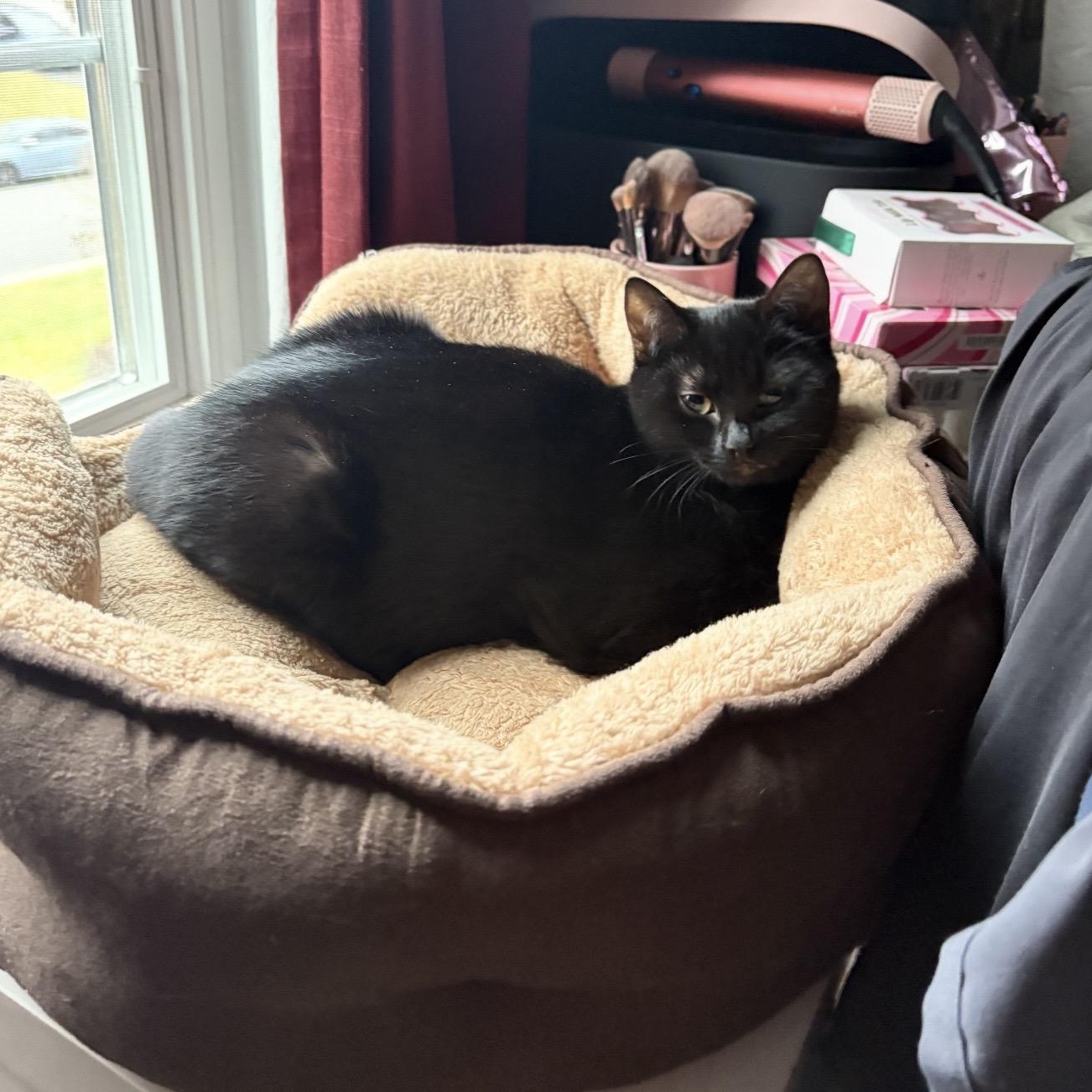 Enlarge Nutmeg & Eggnog, a ADOPTABLE Domestic Short Hair in Fairfax Station, VA image 1/4