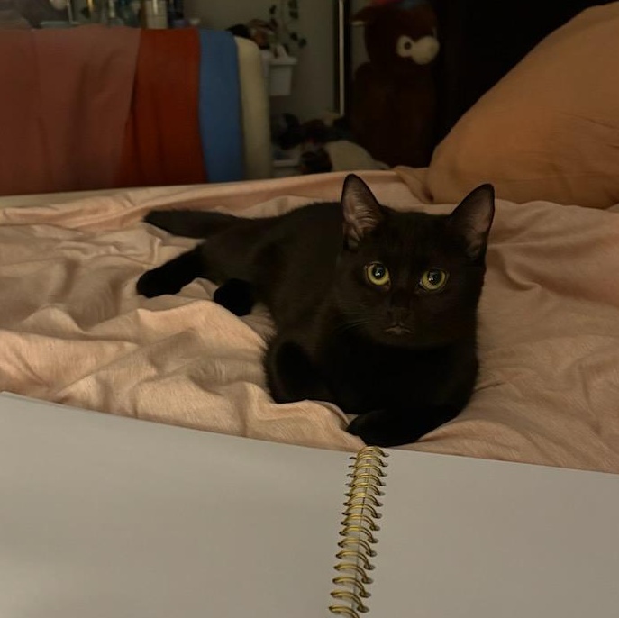 Enlarge Nutmeg & Eggnog, a ADOPTABLE Domestic Short Hair in Fairfax Station, VA image 6/6