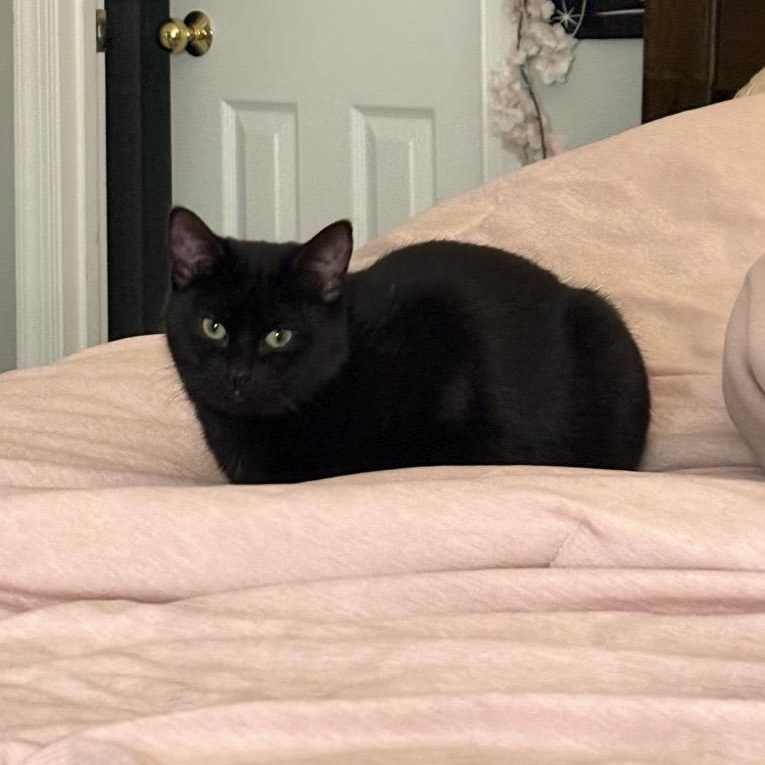 Enlarge Nutmeg & Eggnog, a ADOPTABLE Domestic Short Hair in Fairfax Station, VA image 4/4