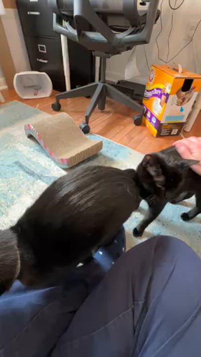 Enlarge Nutmeg & Eggnog, an adoptable Domestic Short Hair in Fairfax Station, VA video 5/5