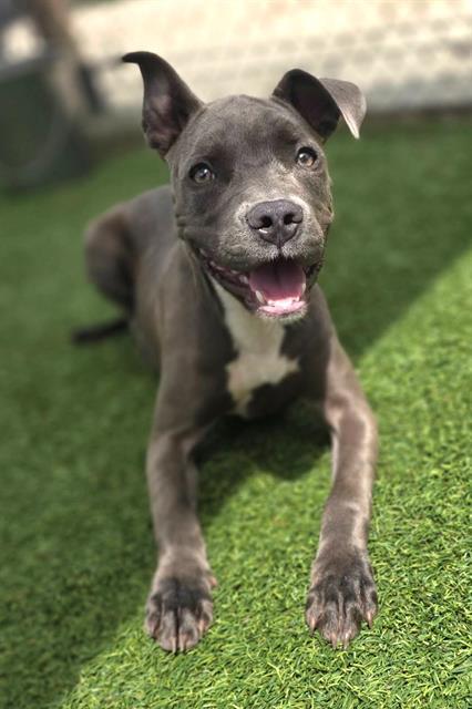 CASSIDY, Adoptable, Young Female Mixed Breed.