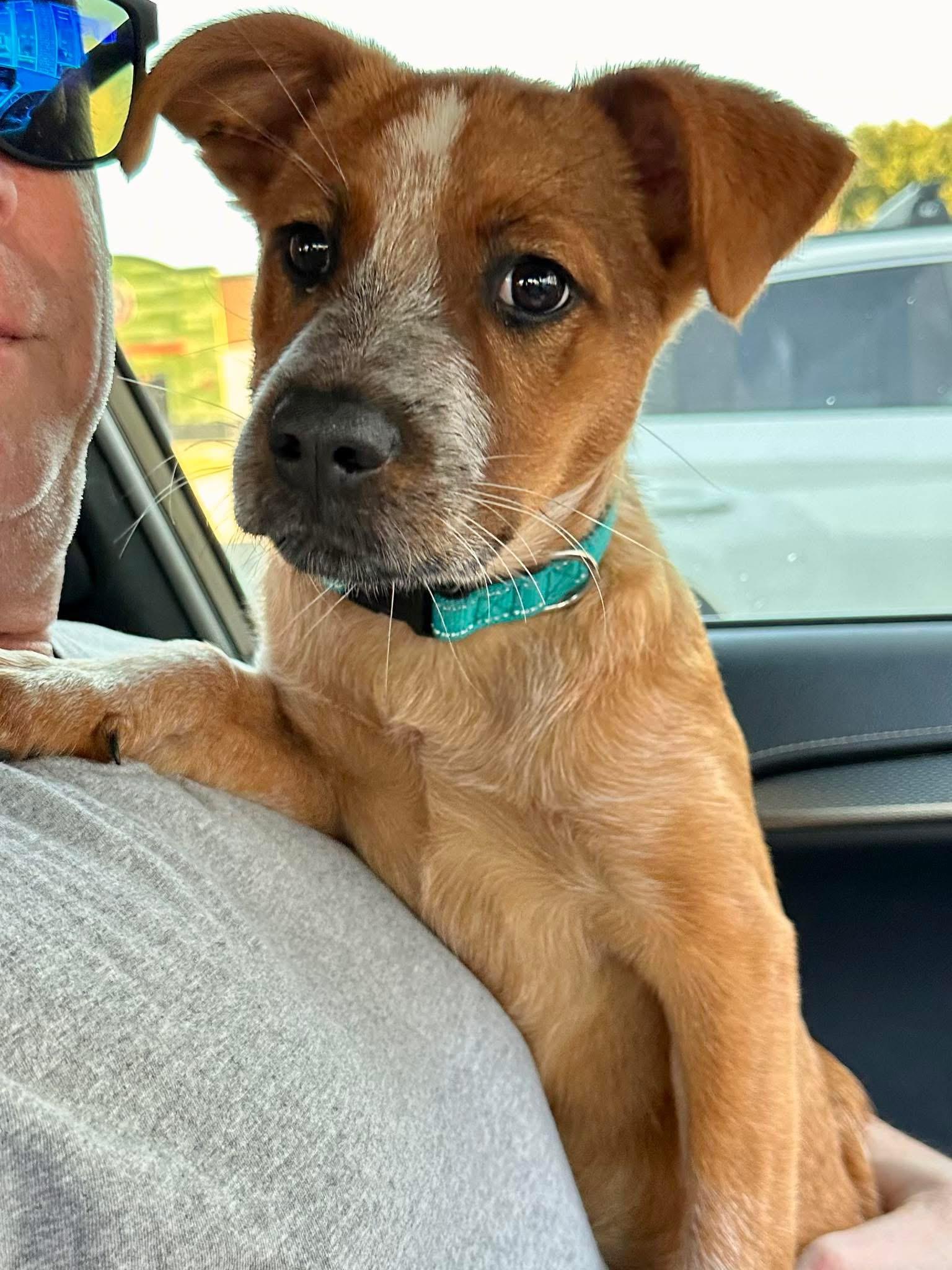 Enlarge Kennedy, a Adoptable mixed breed in Rockwall, TX image 4/5