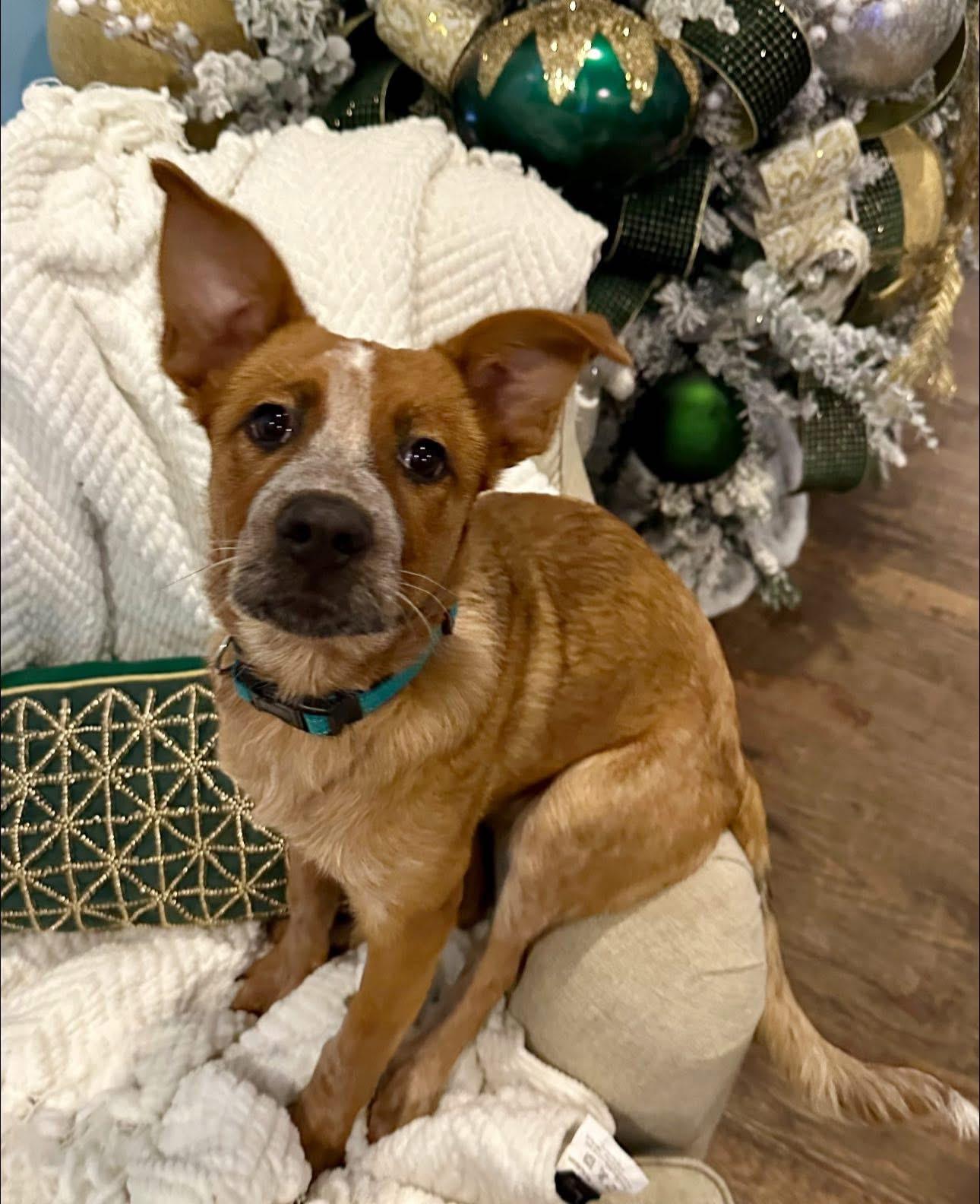 Kennedy, Adoptable, Puppy Female Australian Cattle Dog / Blue Heeler.