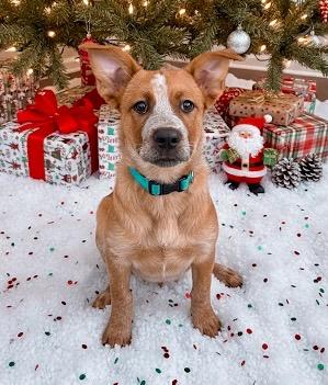 Enlarge Kennedy, a Adoptable mixed breed in Rockwall, TX image 2/5