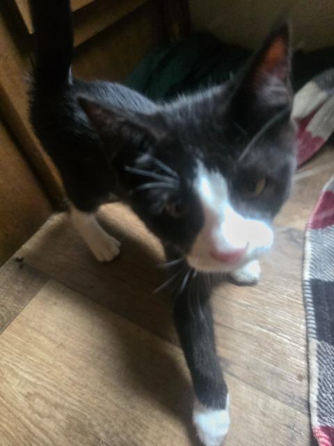 Java, Adopted, Kitten Female Domestic Short Hair.