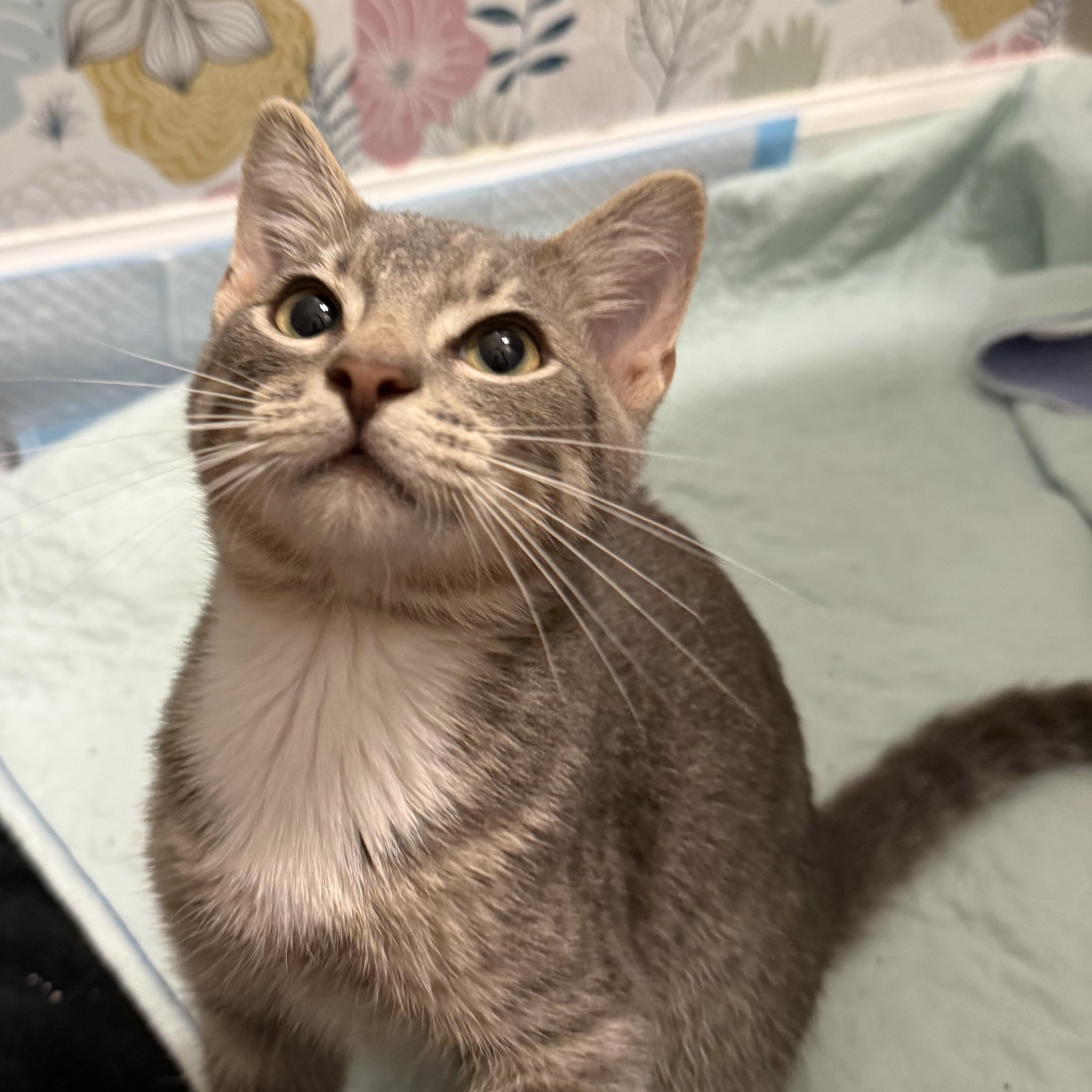 Whitaker, a Adoptable Domestic Short Hair in Mississippi State, MS image 4/5