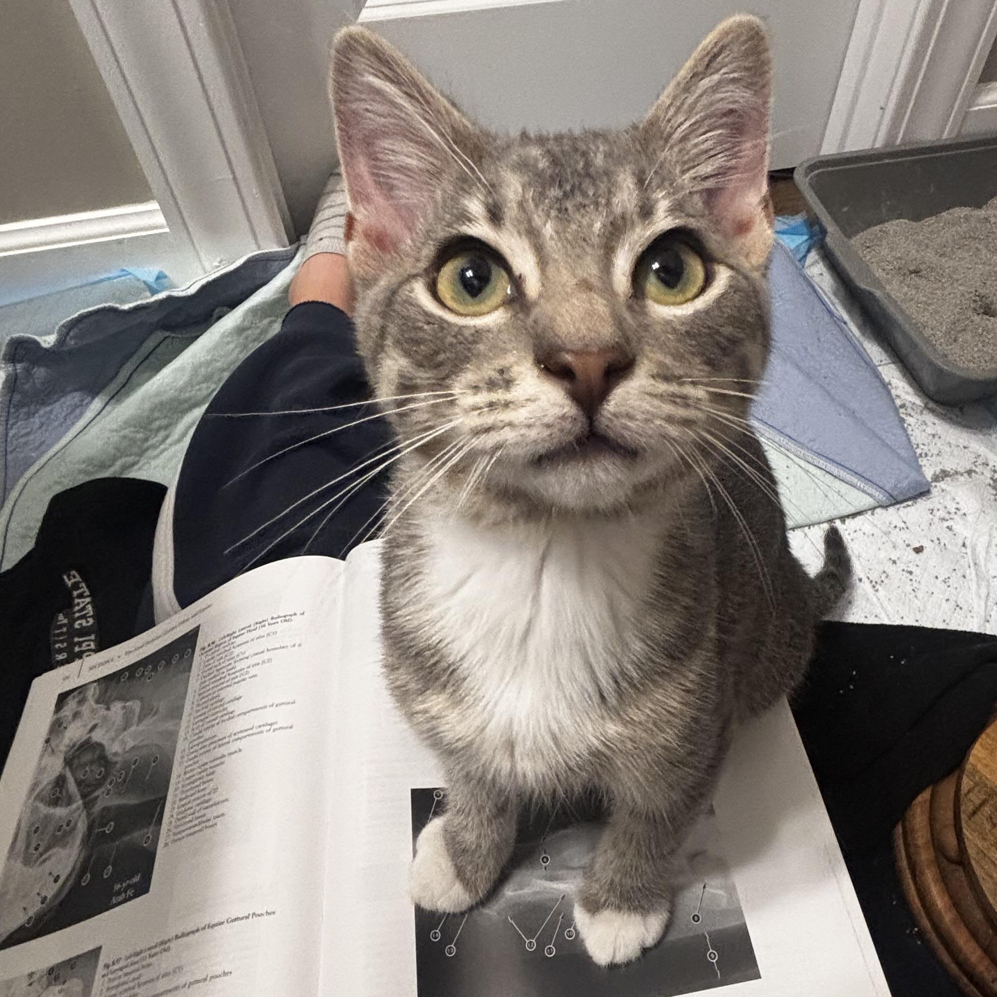 Whitaker, a Adoptable Domestic Short Hair in Mississippi State, MS image 2/5