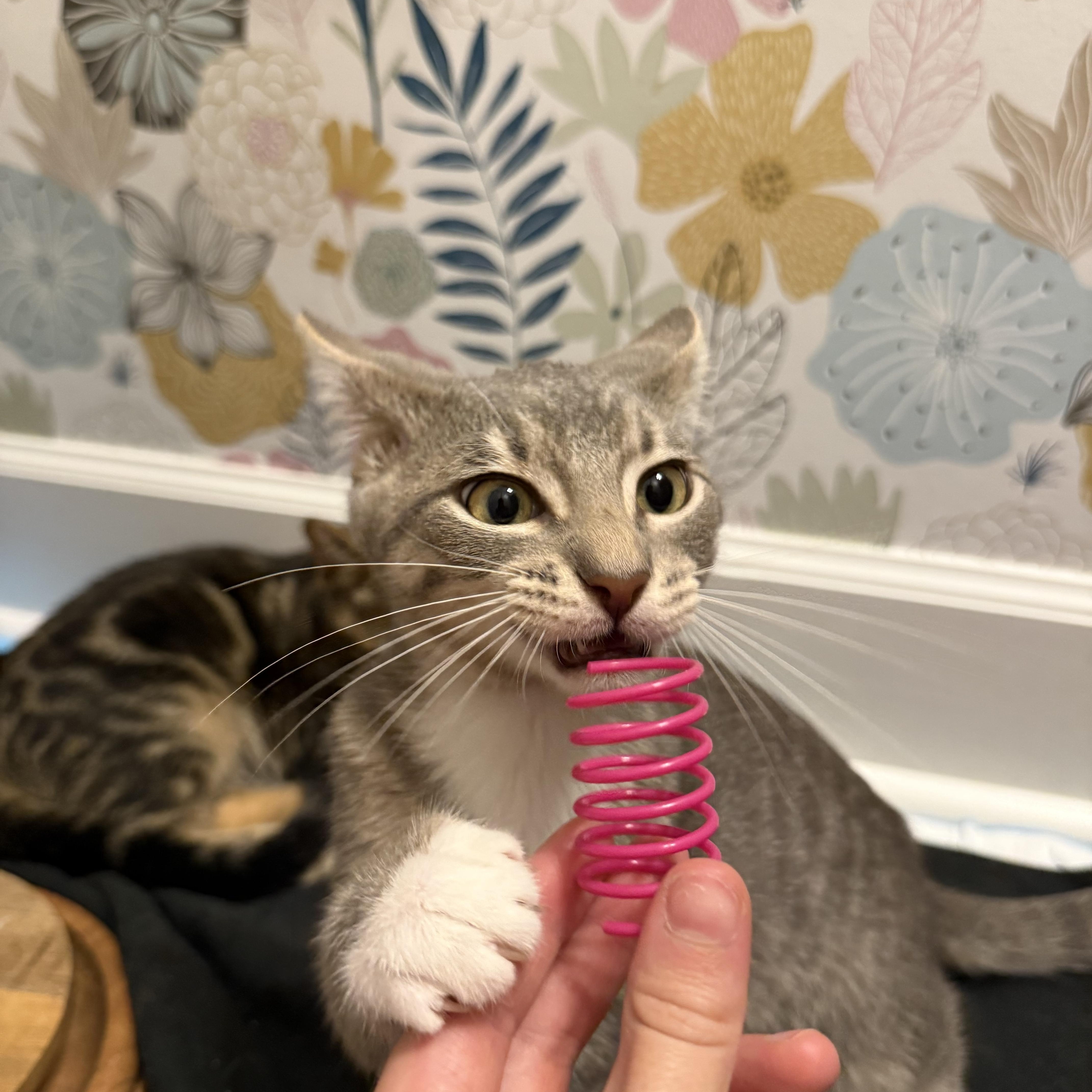 Whitaker, a Adoptable Domestic Short Hair in Mississippi State, MS image 3/5