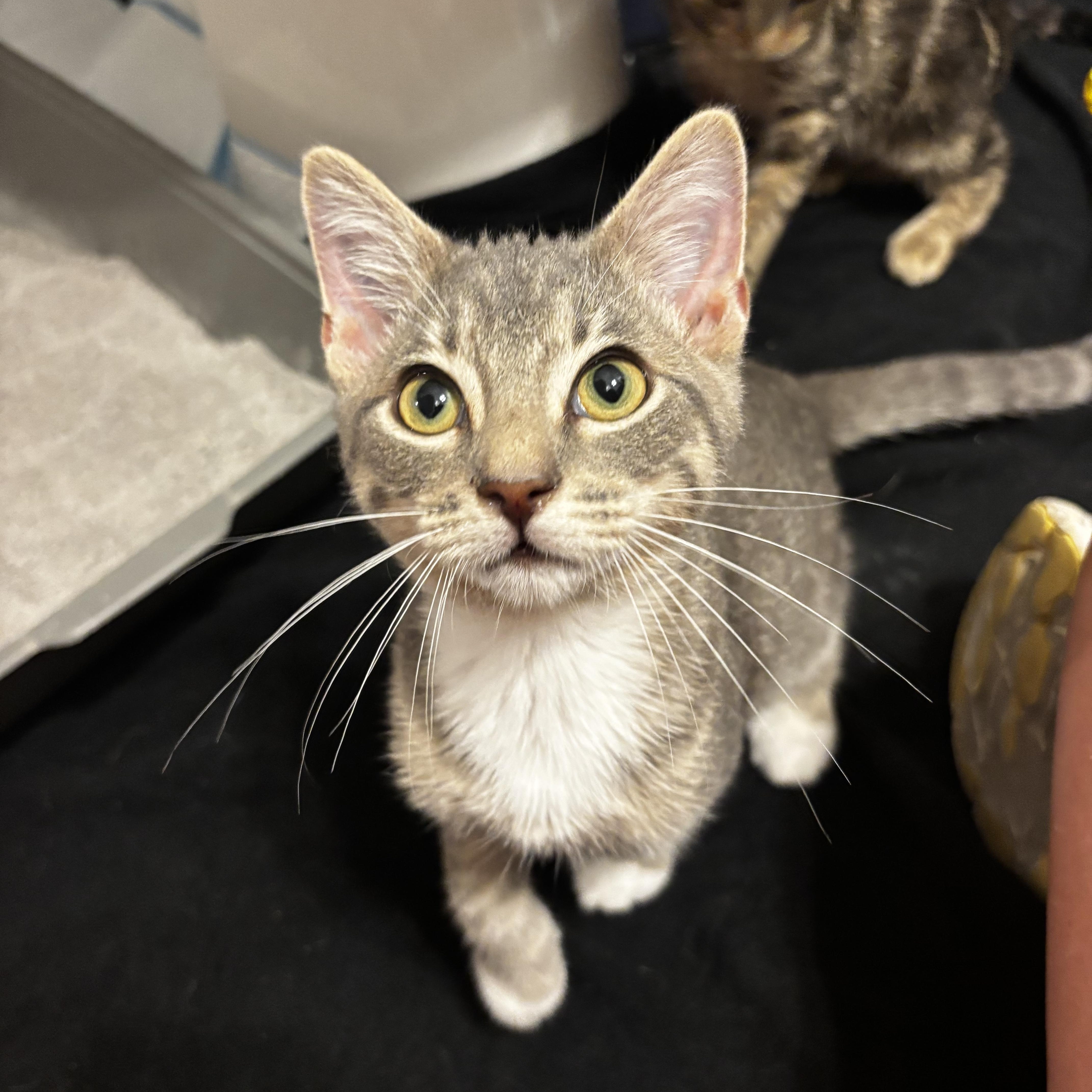 Whitaker, a Adoptable Domestic Short Hair in Mississippi State, MS image 1/5