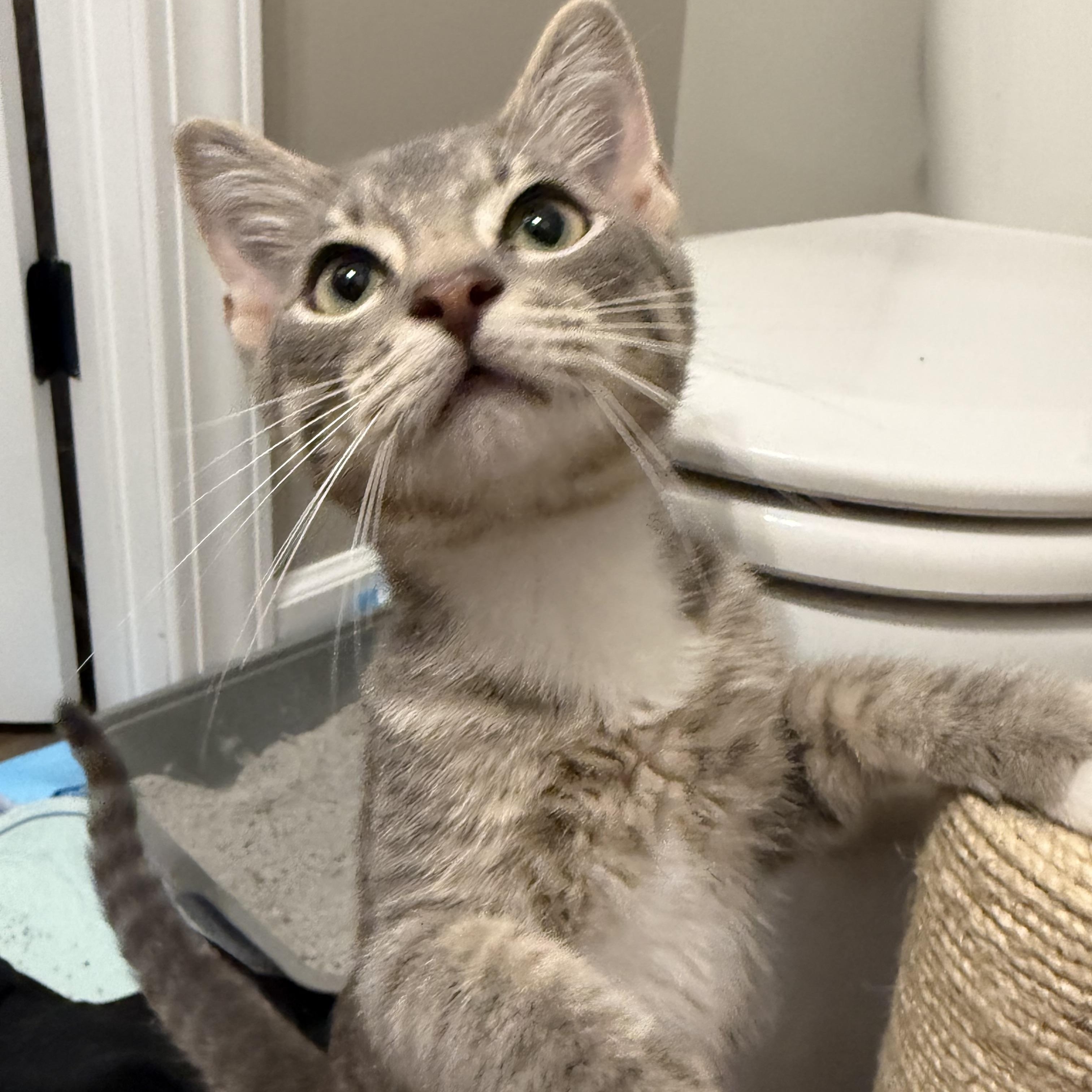 Whitaker, a Adoptable Domestic Short Hair in Mississippi State, MS image 5/5