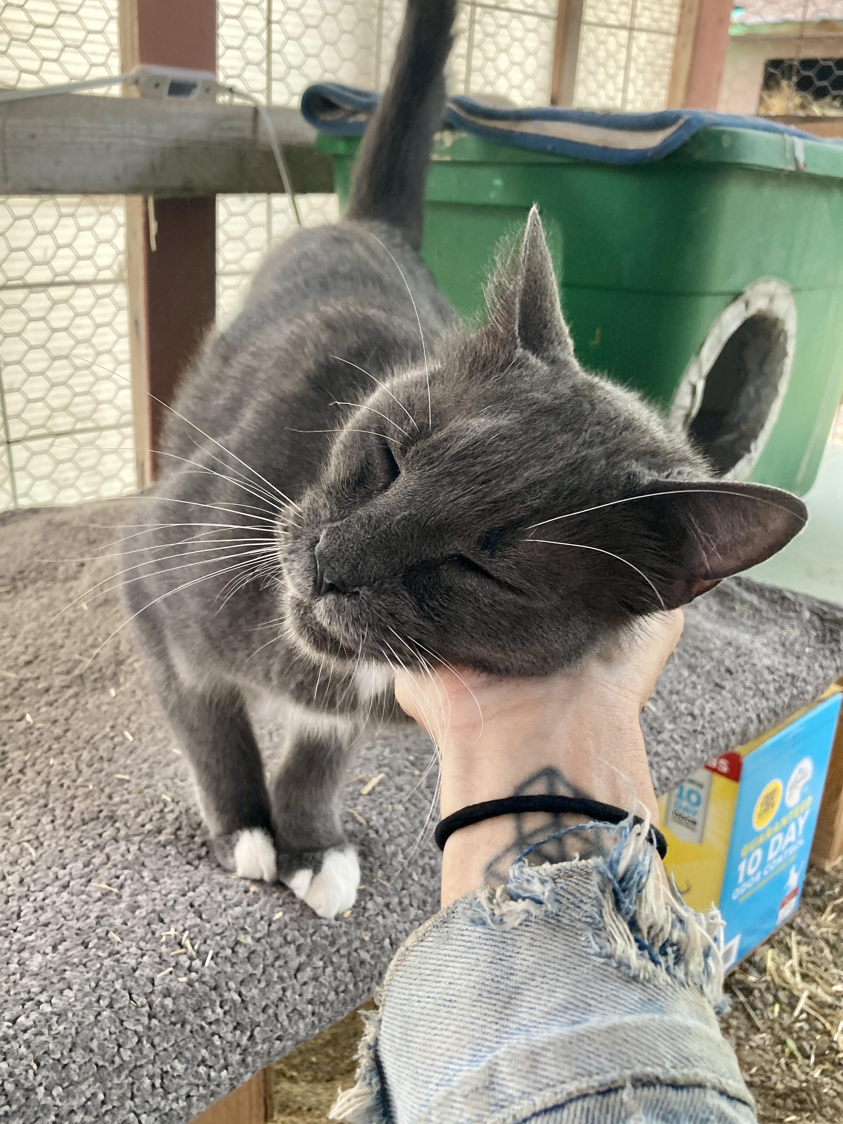 Aunt Edith, a ADOPTABLE Russian Blue in Roswell, NM image 3/5