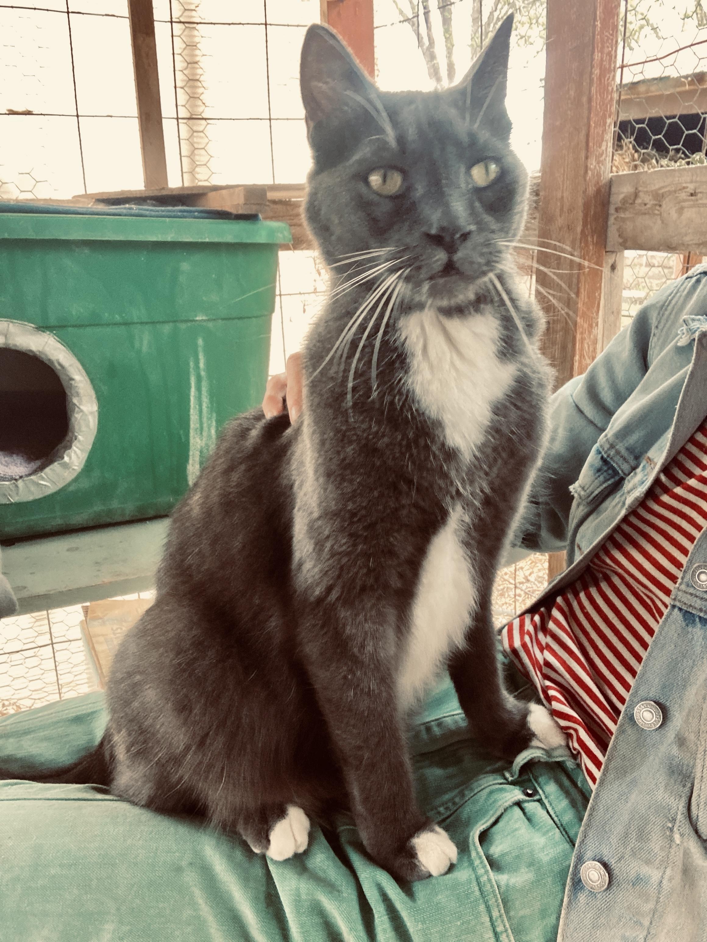 Aunt Edith, a ADOPTABLE Russian Blue in Roswell, NM image 1/5