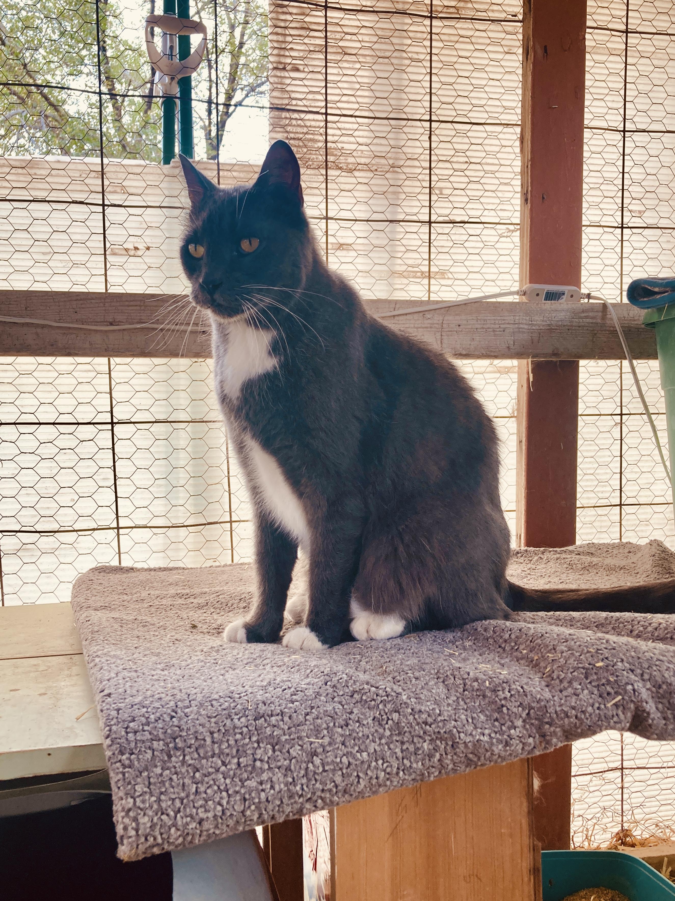 Aunt Edith, a ADOPTABLE Russian Blue in Roswell, NM image 2/5