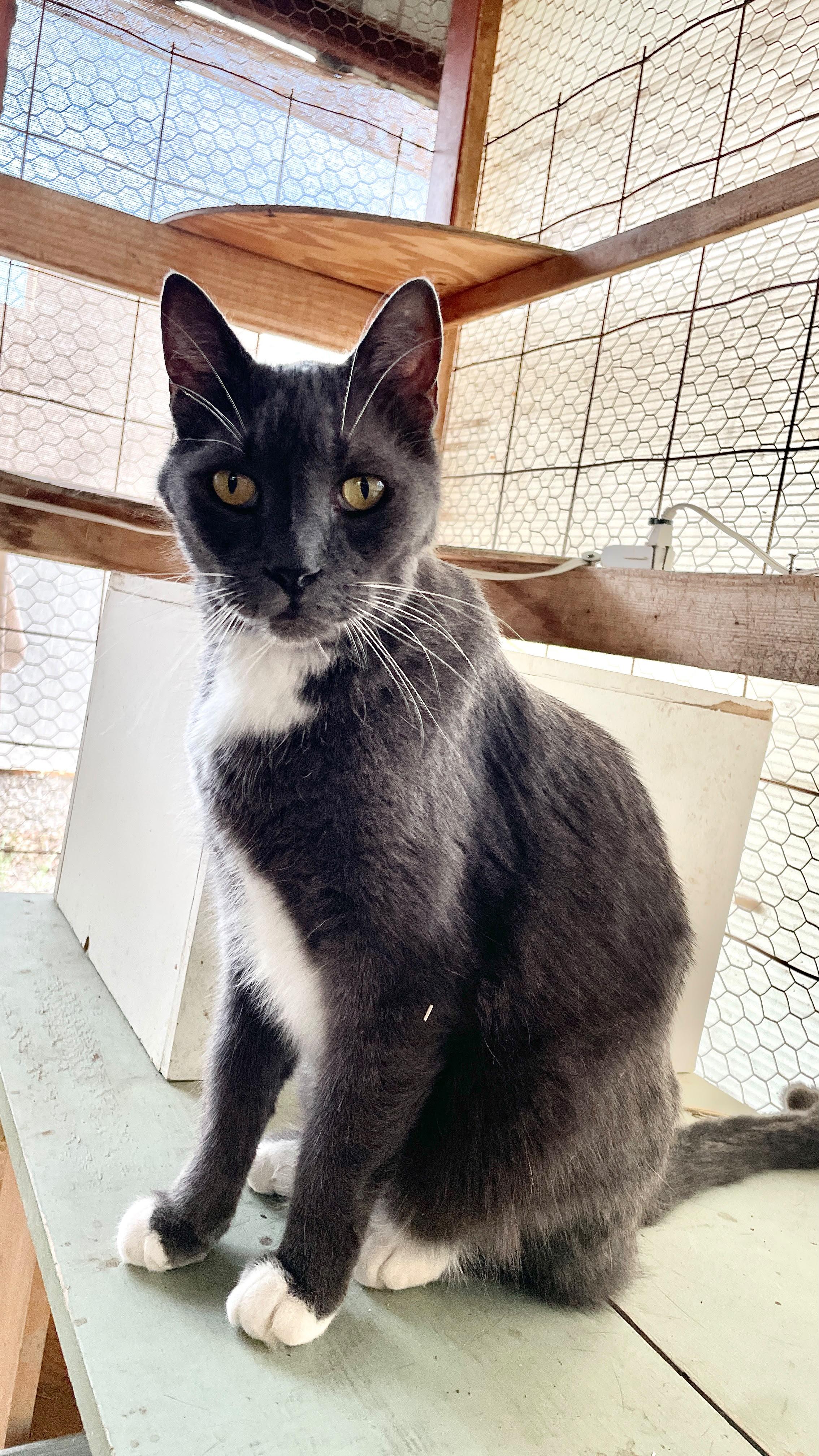Aunt Edith, a ADOPTABLE Russian Blue in Roswell, NM image 5/5