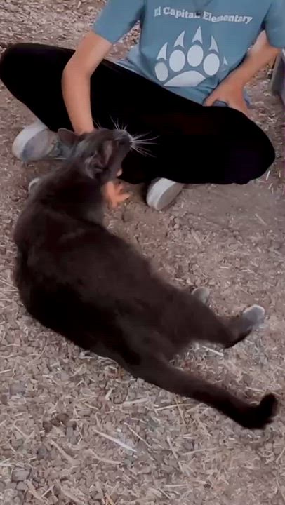 Enlarge Aunt Edith, a ADOPTABLE Russian Blue in Roswell, NM video 4/5