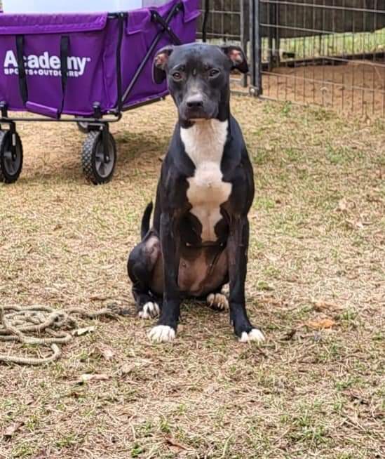 Mindy, Young Female Mixed Breed