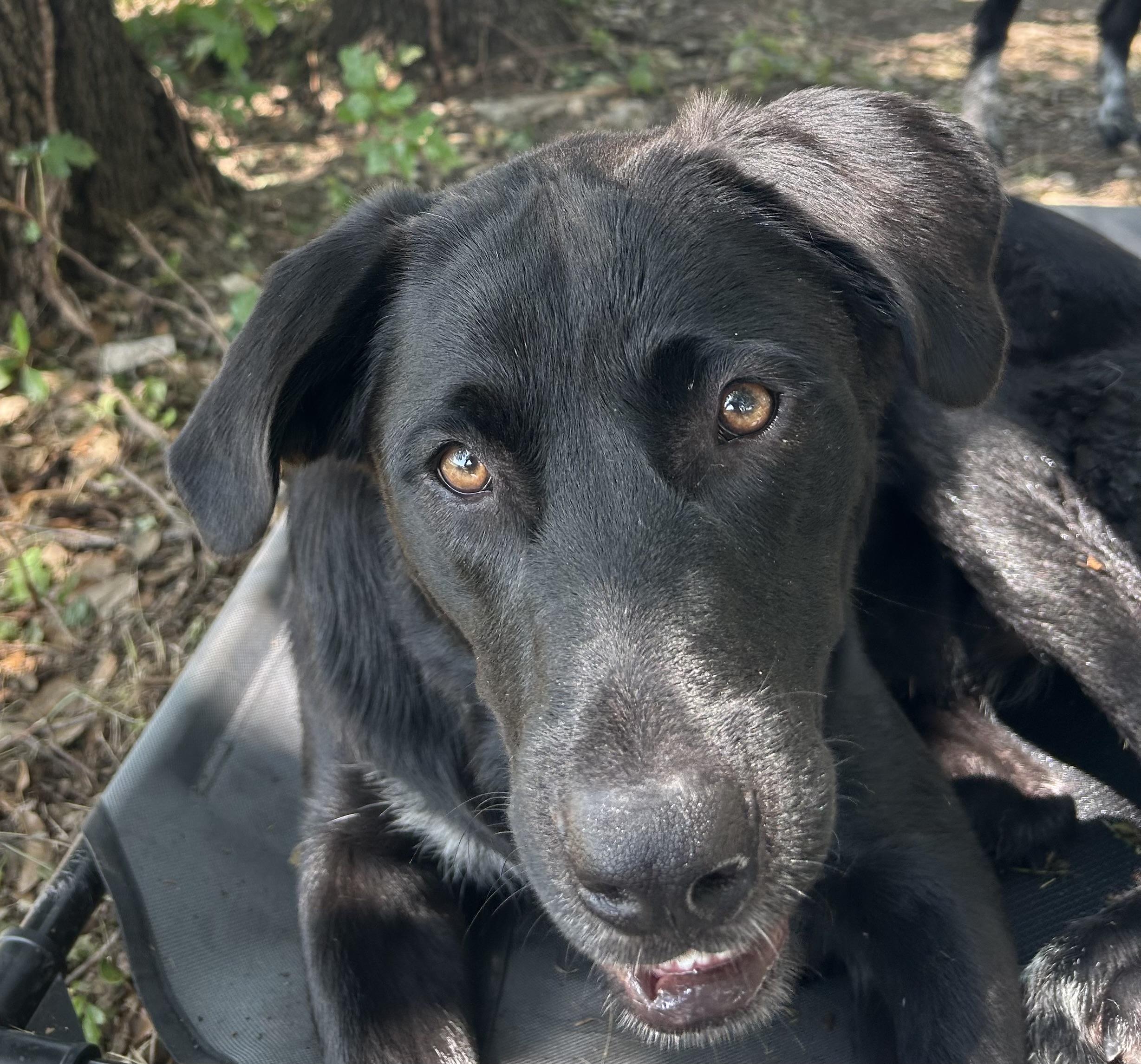 Toby, an adopted mixed breed in Waco, TX image 2/2