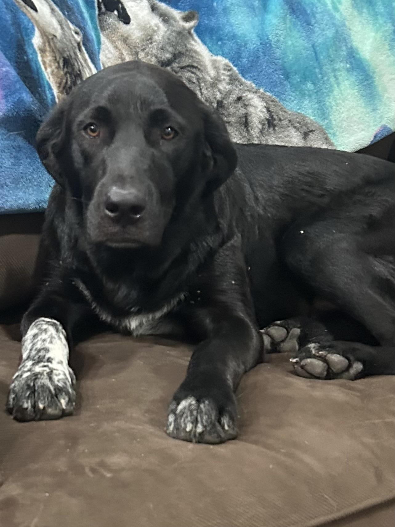 Toby, adopted, Adult Male Black Labrador Retriever.