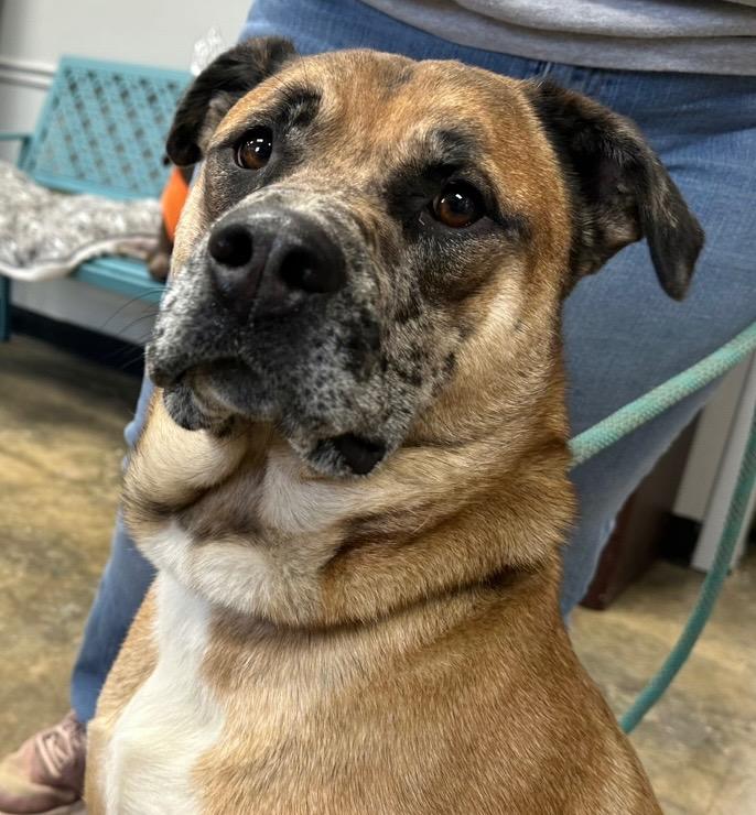 Enlarge Monkey, a Adoptable Mixed Breed in Jonesboro, AR image 1/5