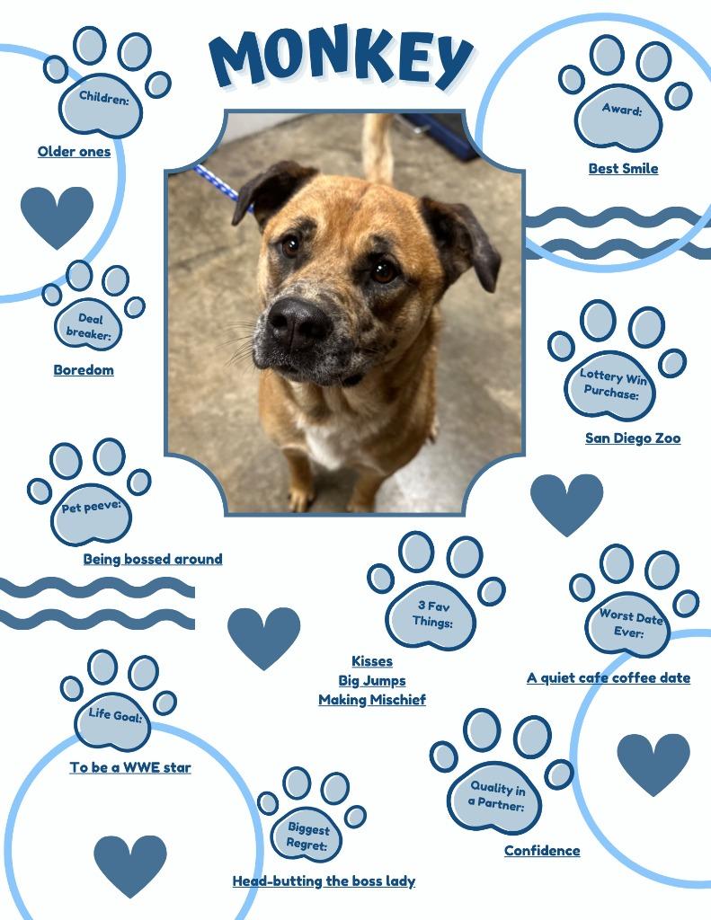 Enlarge Monkey, a Adoptable Mixed Breed in Jonesboro, AR image 2/5