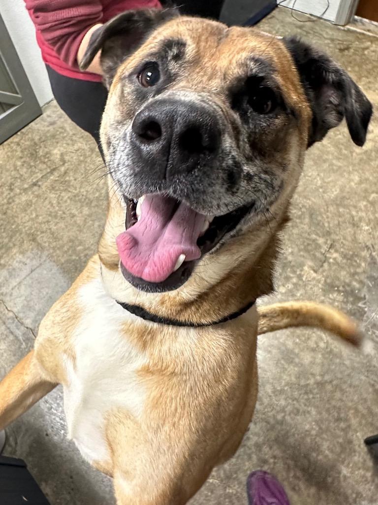 Enlarge Monkey, a Adoptable Mixed Breed in Jonesboro, AR image 4/6