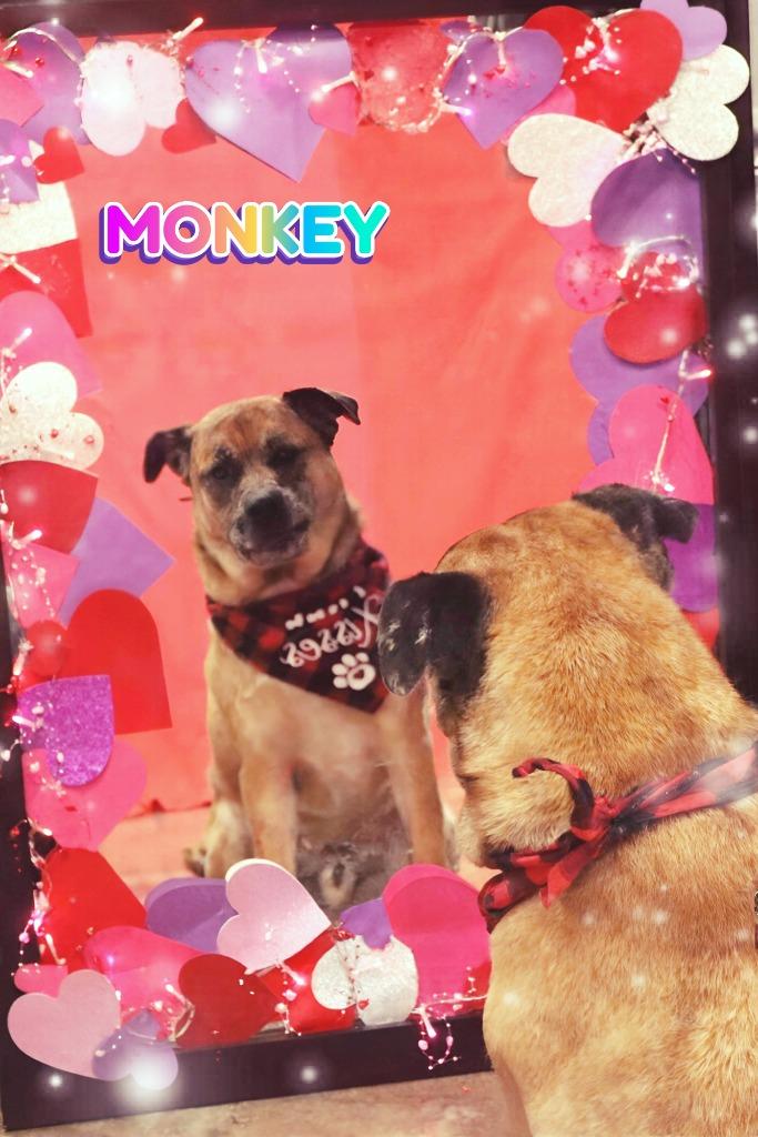 Enlarge Monkey, a Adoptable Mixed Breed in Jonesboro, AR image 2/6
