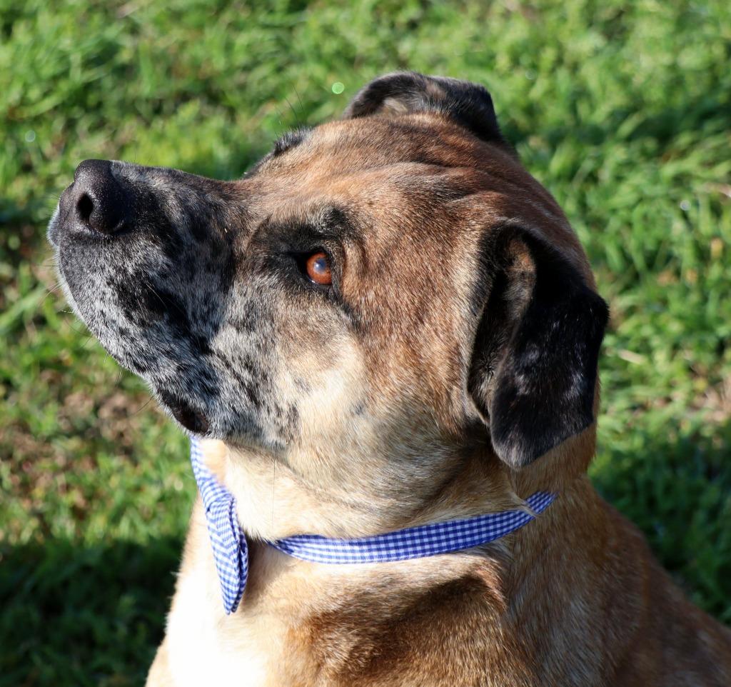 Enlarge Monkey, a Adoptable Mixed Breed in Jonesboro, AR image 4/6