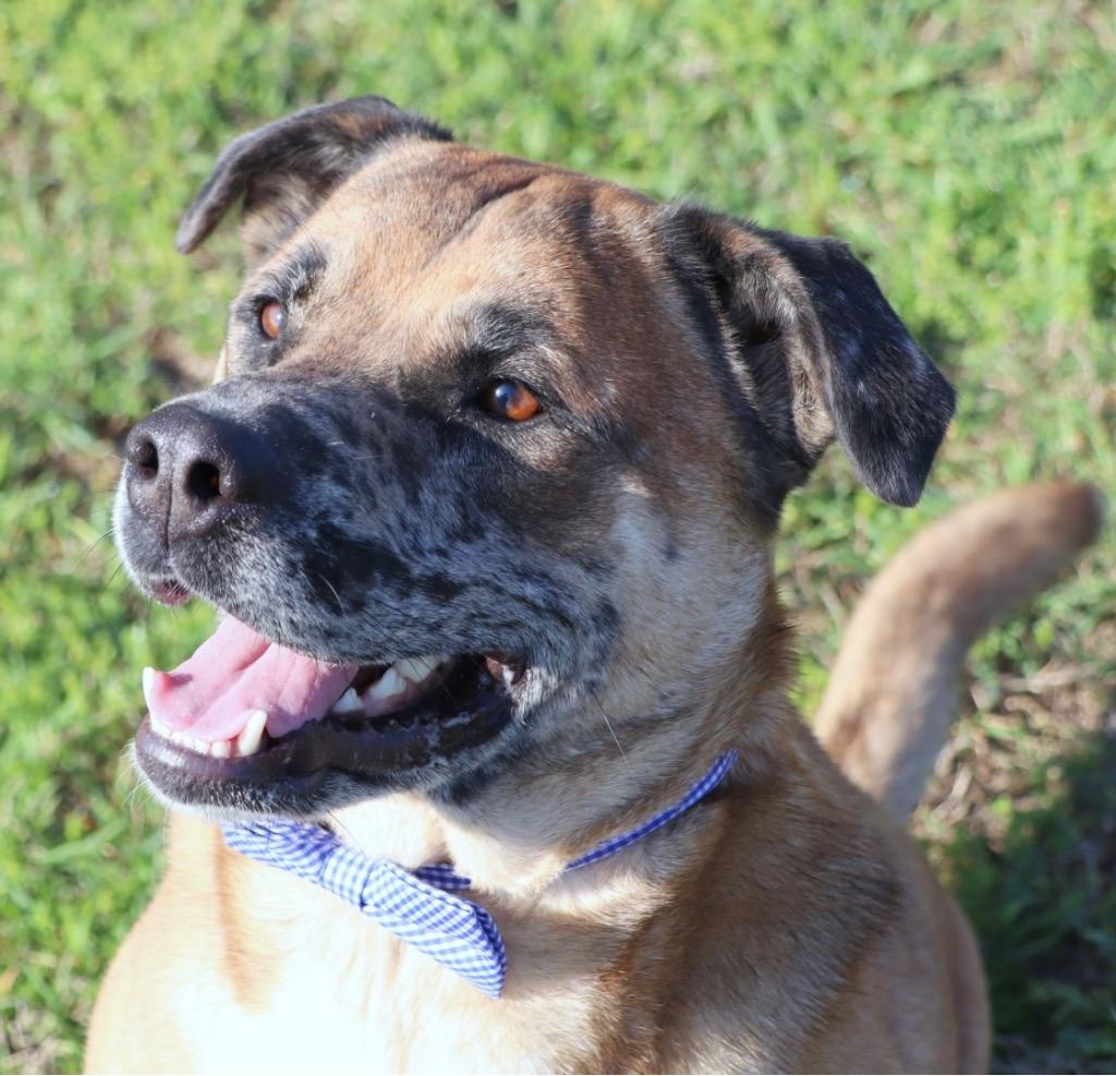 Enlarge Monkey, a Adoptable Mixed Breed in Jonesboro, AR image 4/5
